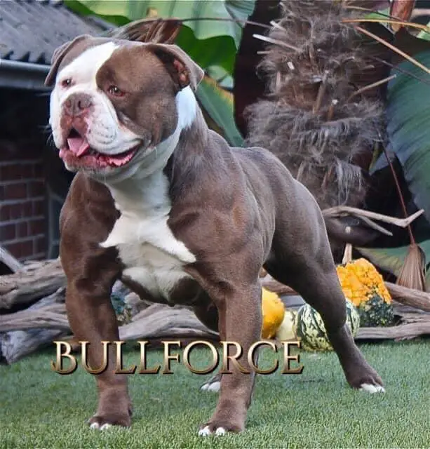 Bullforce Belle