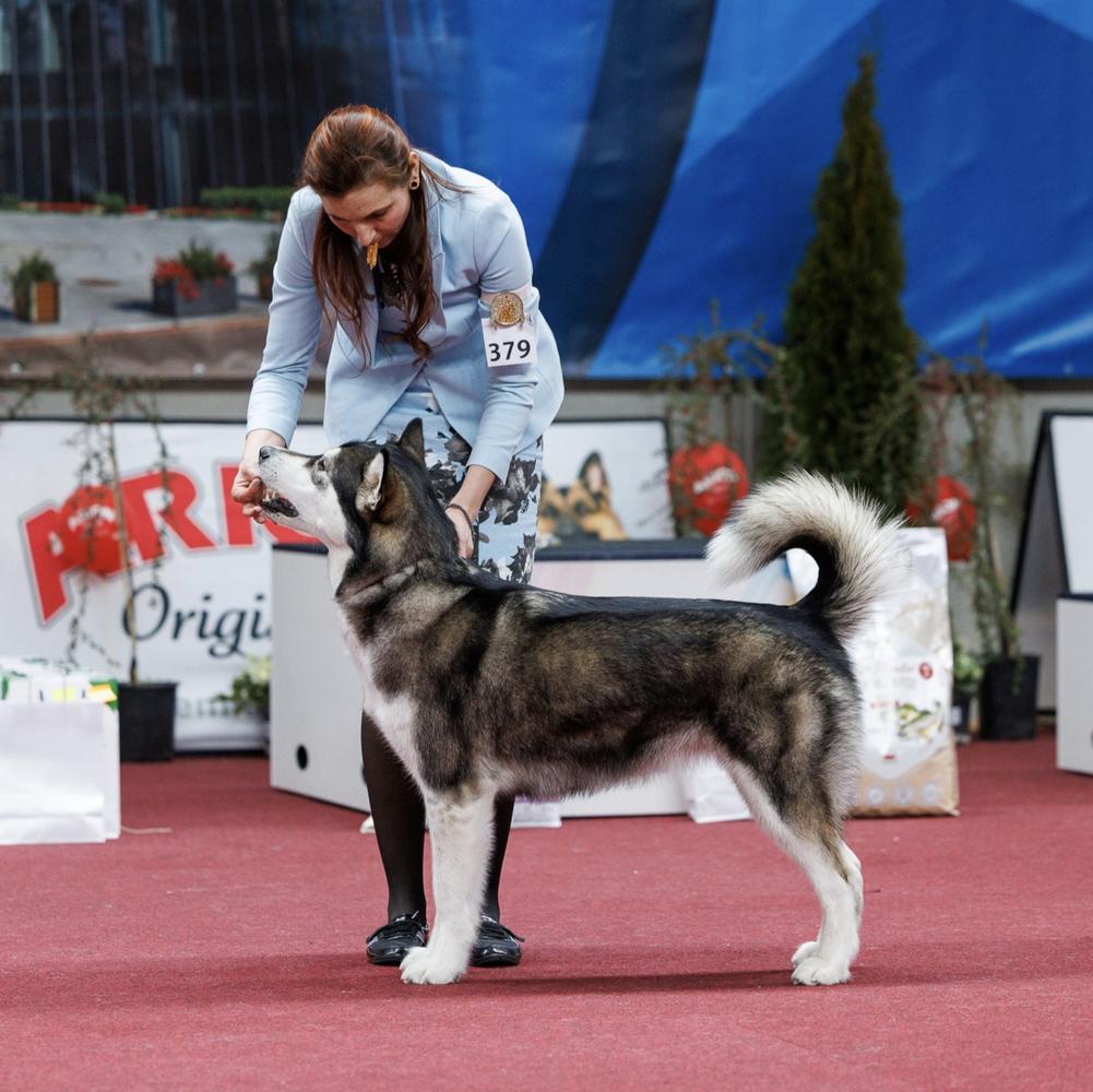 BISS BJIS BJISS CIB CIB-J Multi JCH Multi CH Nordic Soulweaver's American Sequoia