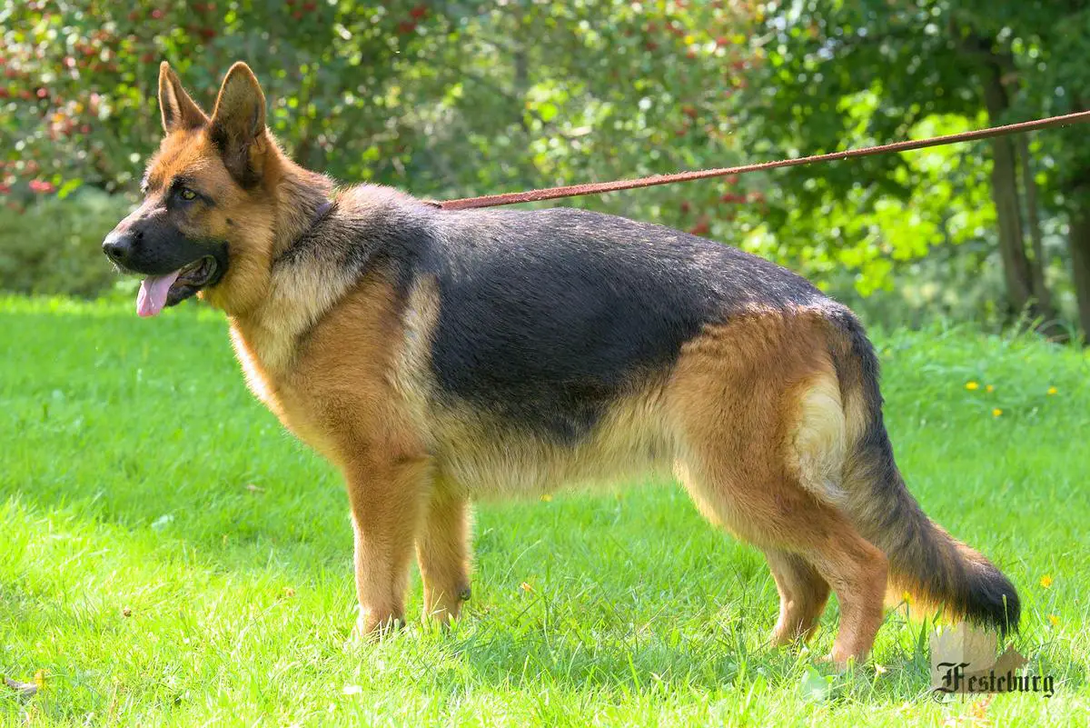 Annora Ilsa von Festeburg