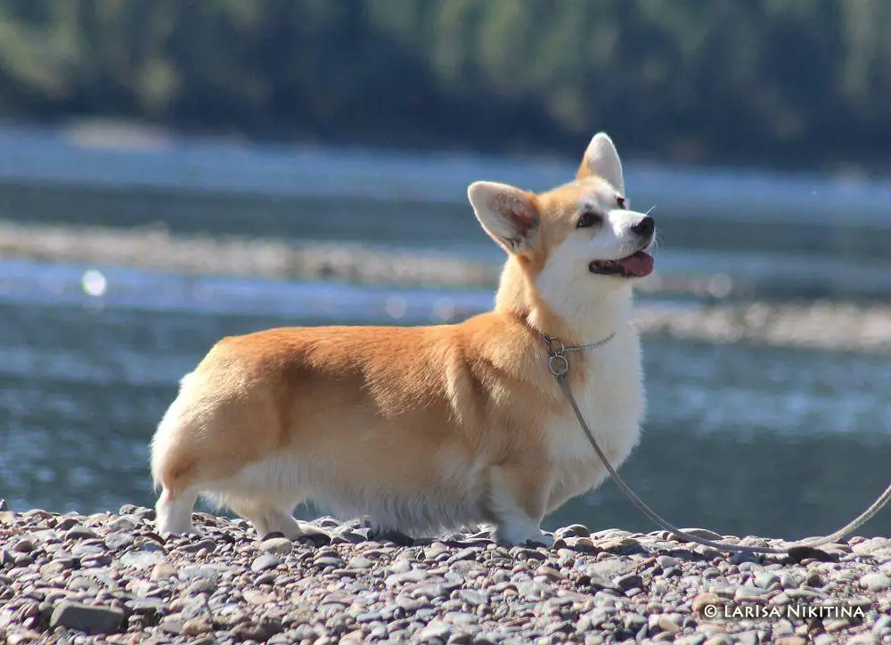 SNOW STAIL NOTA BENE