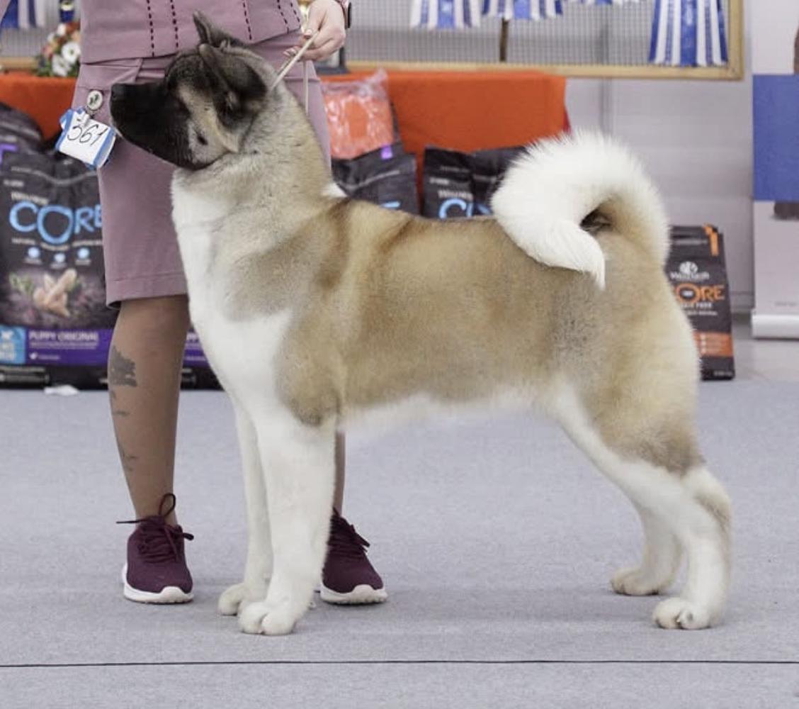 Valgrand Victory Aphrodite