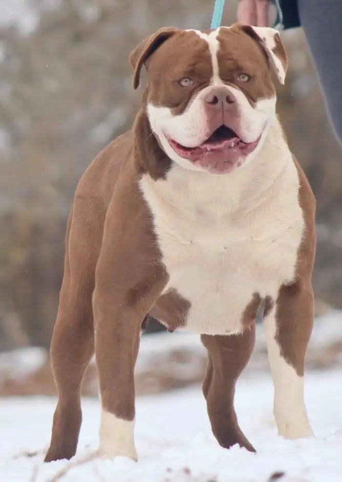 Bullforce Hershey @ SRT's