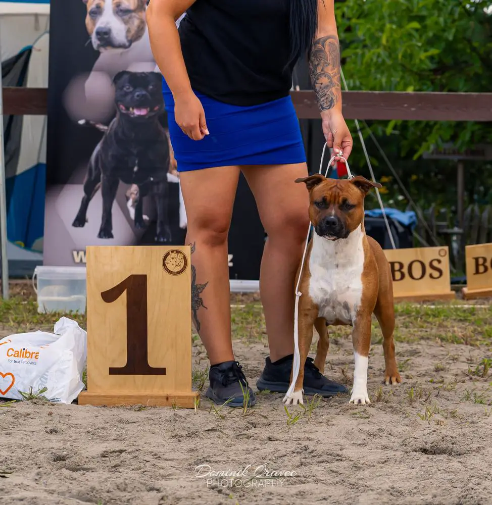 CH SLO,Klub Kast, JCh Slo,CZ,BIH,HU,Klub Kast, CIB-J Robustaff Smith & Wesson Nikita