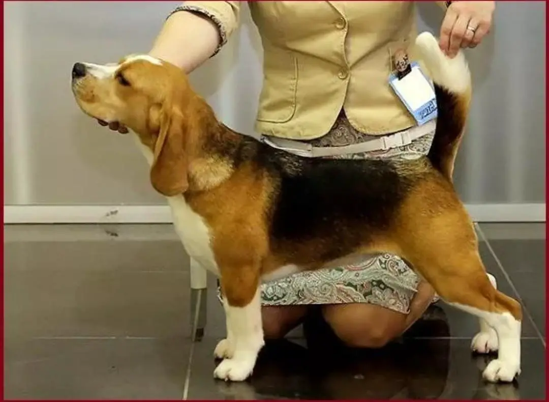 JCh, Ch, GrCh Anvi High Line Chelsea