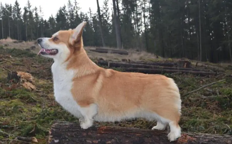 Multi BOS Dolly Diastar