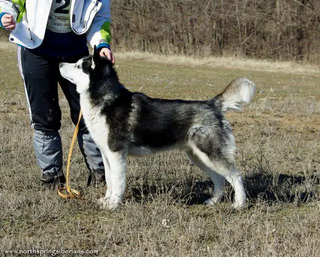 Northspring´s My Tricky Tuesday