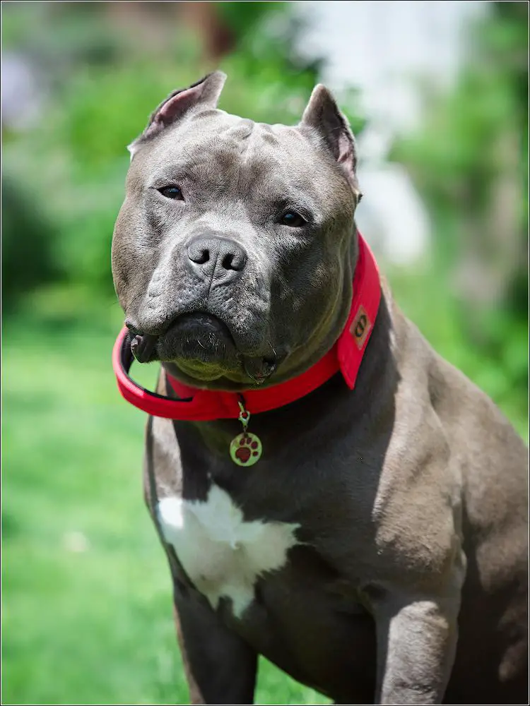 CH.RKF, CH.RUS, JCH.RKF, JCH.RUS FORD NOKS ZVEZDA POLESYA