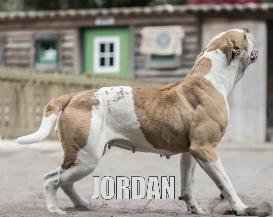 HOSFELT'S JORDAN OF WALKERS