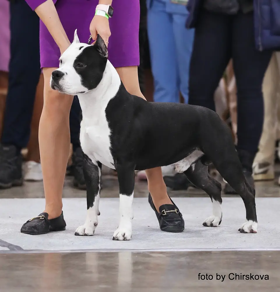 JGrandCH, JunWinner: Russia-24, Club -24, EURASIAN WINNER 24 Win Fame Ryton