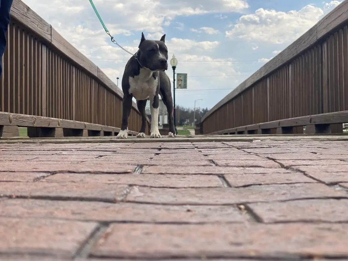 Gunsmokes Sultan Of Swing