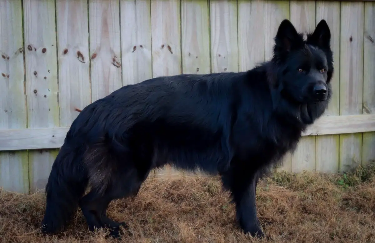 Fade to black Vom Sea Knight