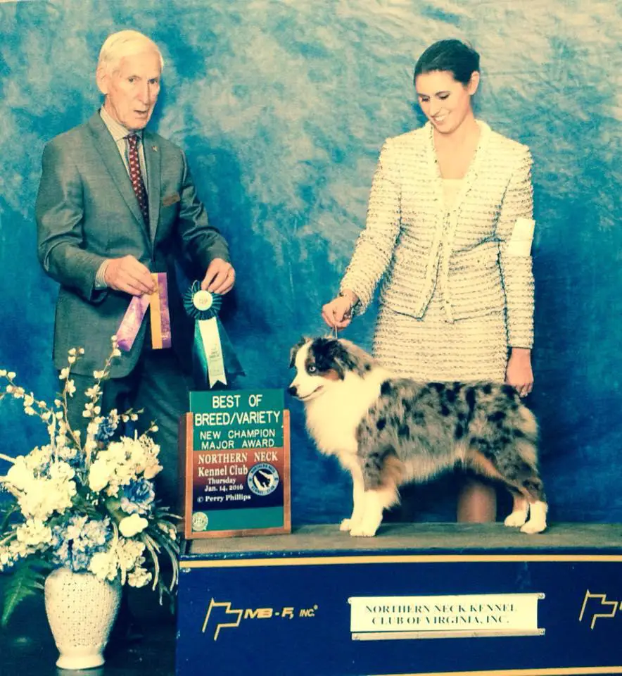 AKC CH Legacy's Covert Affairs