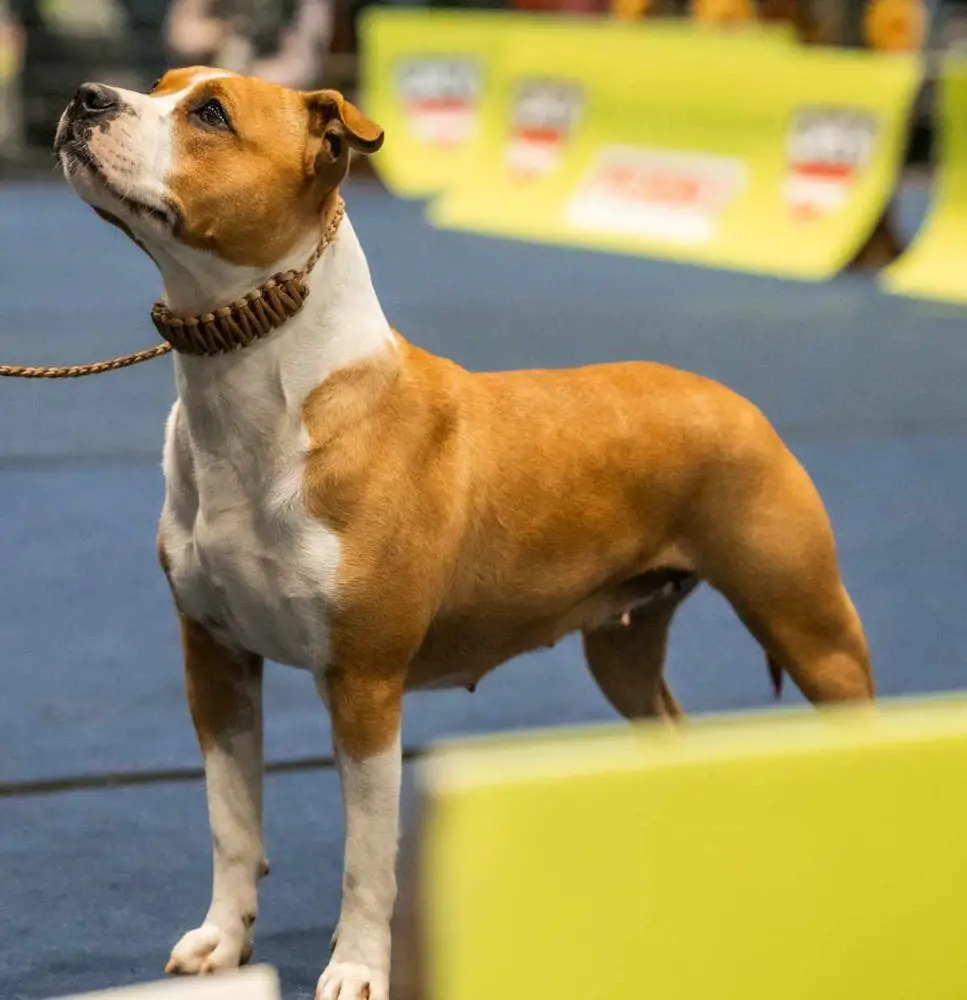 JCH Slowenien, CH. Bosnien-Herzegowina, CH. Srpska Norton's Warriors Kim Possible