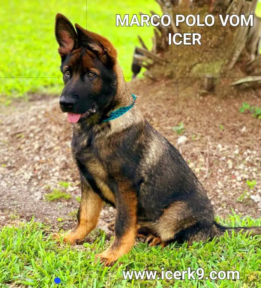 Marco Polo Vom ICER
