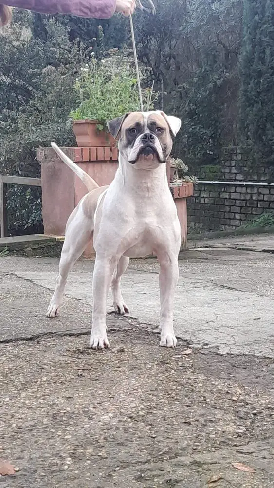 Pr Ch, Ch amd Top Dog American Bulldog Male ATPDog RadosnayaBulls Zoki aka Kesh of MAO's Snow Kingdom