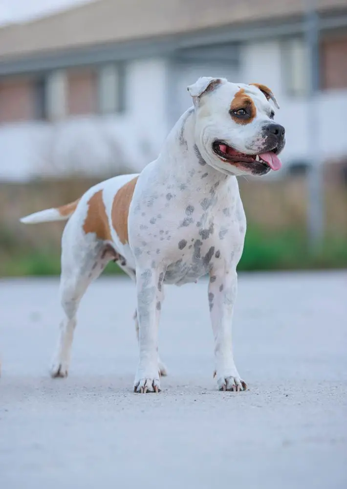 U La La Highway Chile