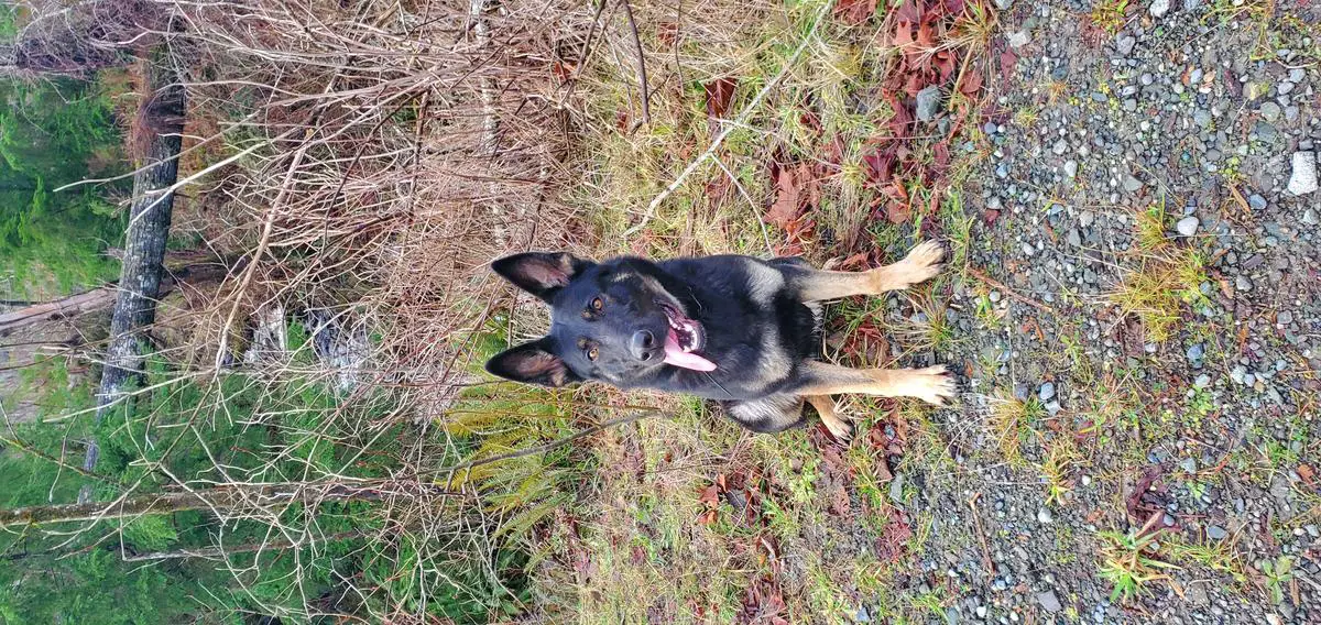 SG Gilla von der jubricht