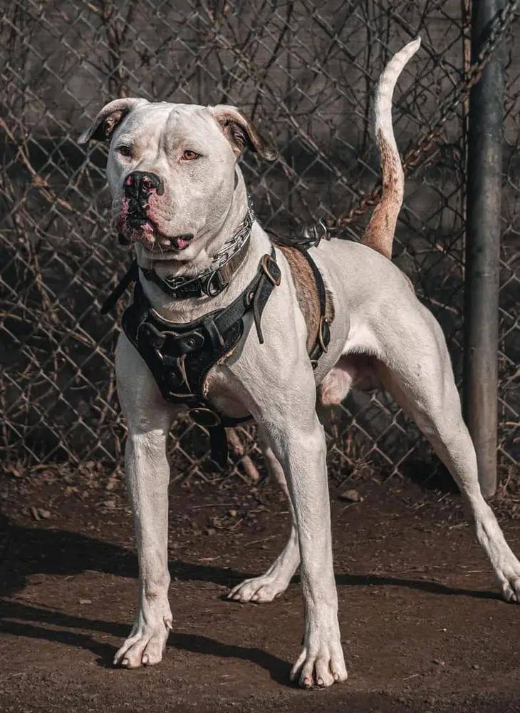 ABA GR CH MpKennel's R'T-Rex of SoB