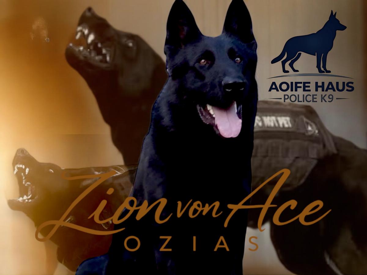 Police K9 Zion Von Ace Ozias