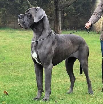 IROSHITA DE LA BENJAMINE