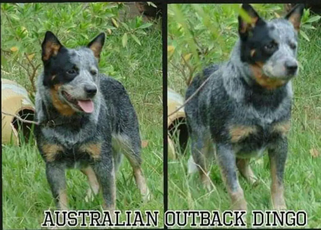 AUSTRALIAN OUTBLACK  DINGO