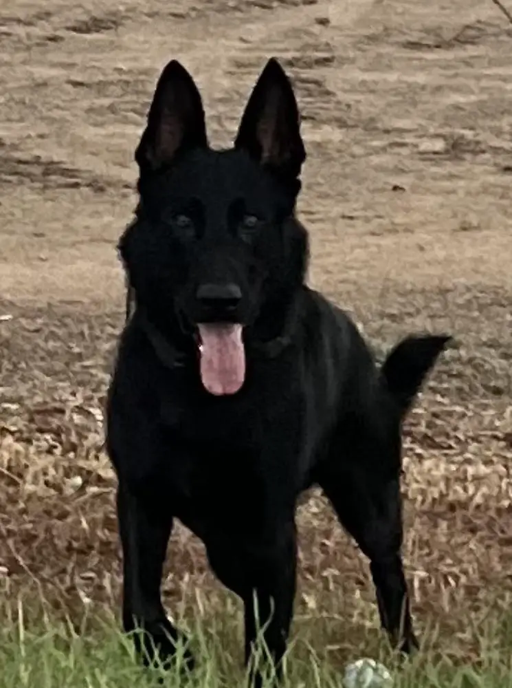 Fantom of Kreative II