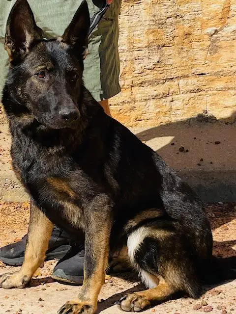 CHARISMA DE CANIS FEROX