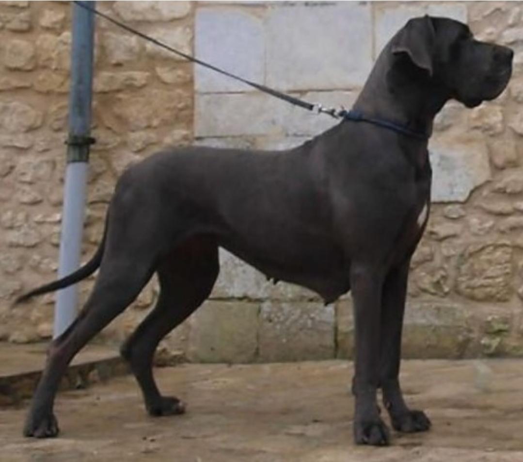 Cheyenne des Terres de la Rairie