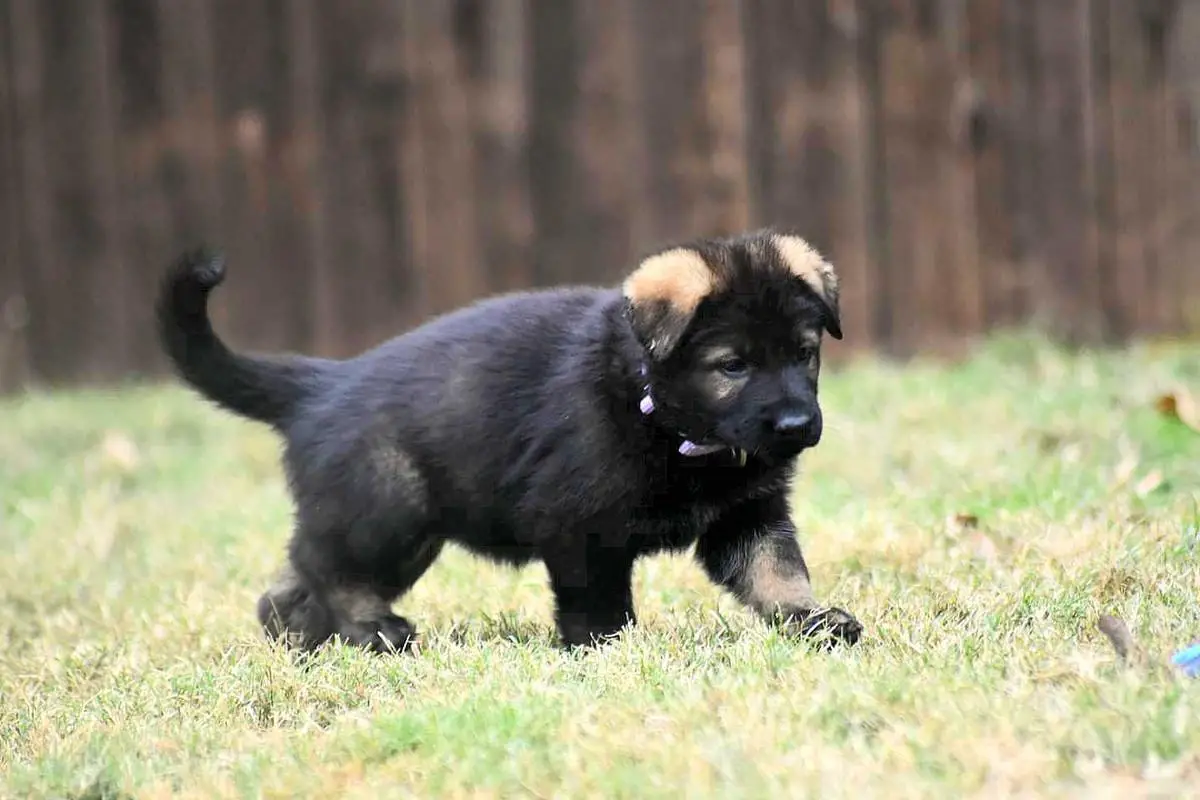 Lizzie Von Wunderhaus