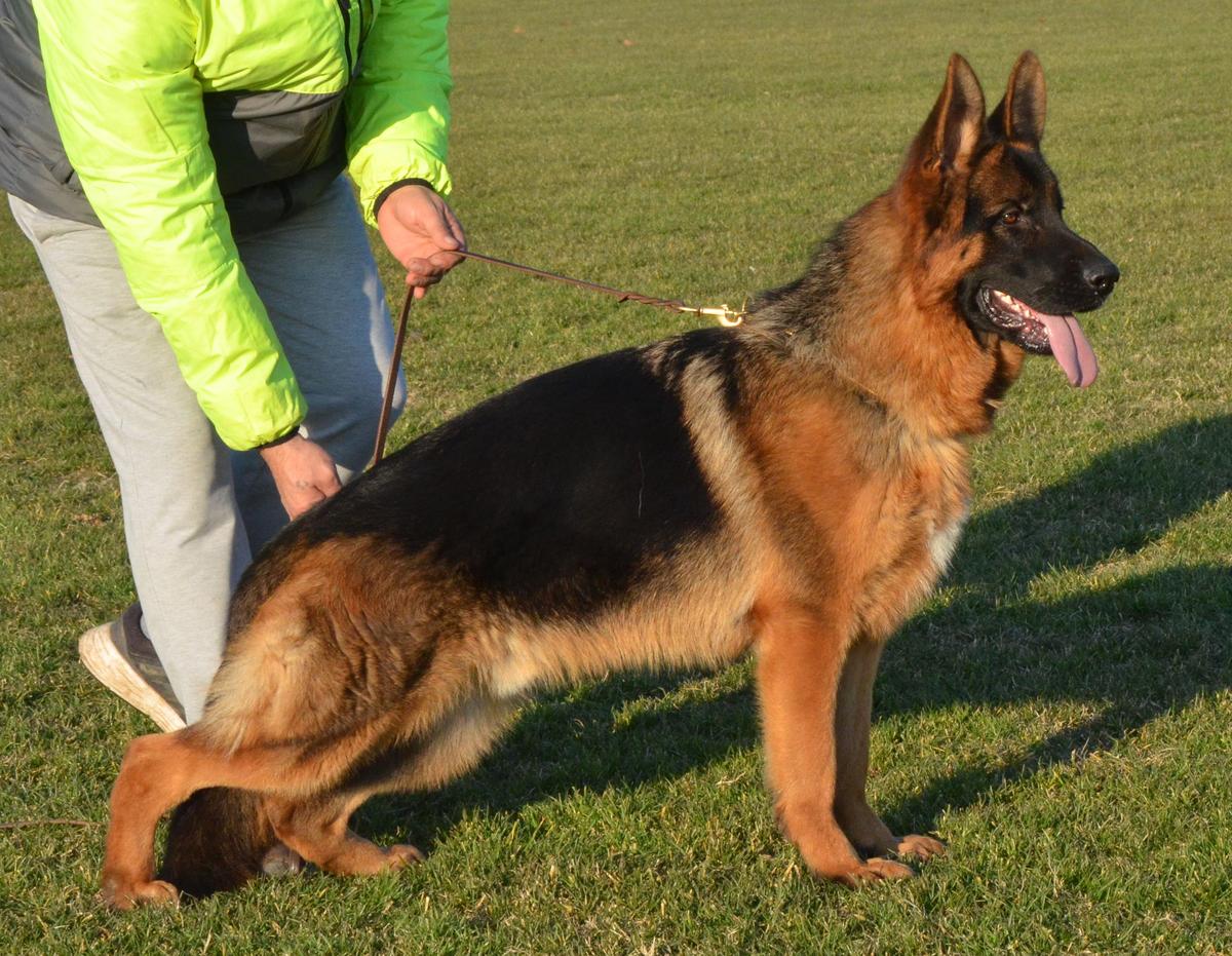 Fritz vom Haus Milesevac