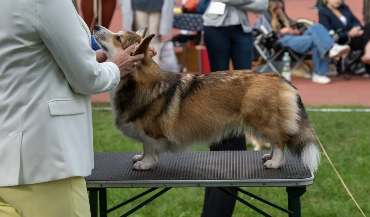 Polish Puppy Champion, Poznań Junior Winner 2024 BLUE LAGOON Blooming Cherries (FCI)