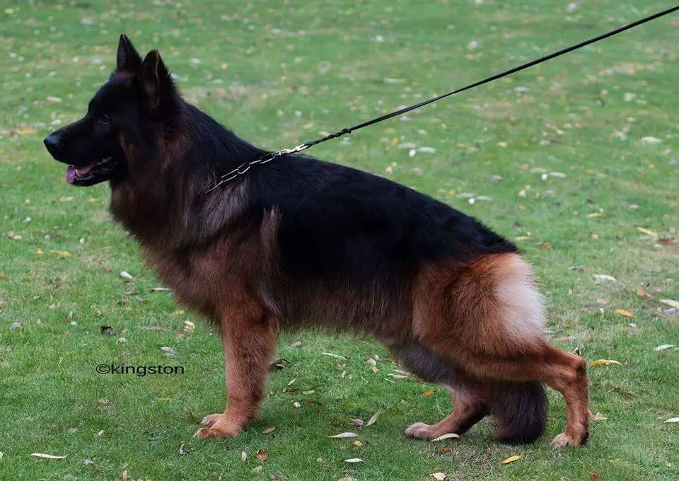 V Eloi vom Trompetersprung