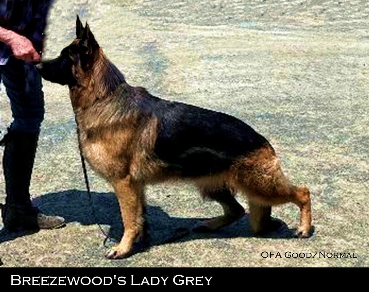 Breezewood's Lady Grey