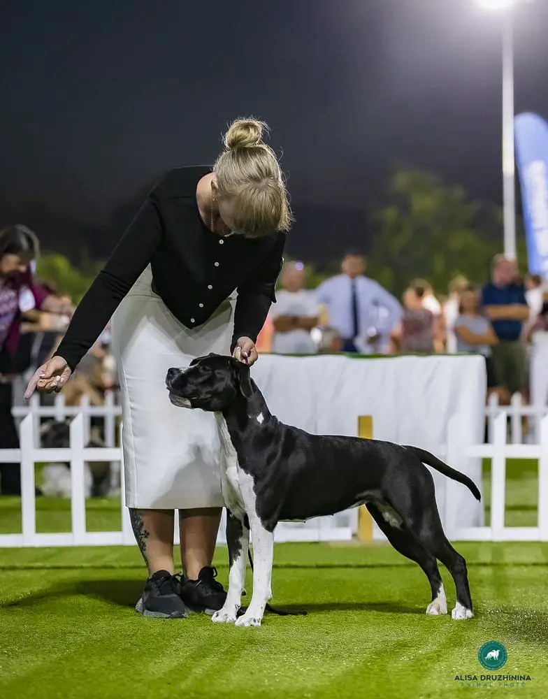 LV JCH LT JCH LV CH CH CR Imperial Queen Kius