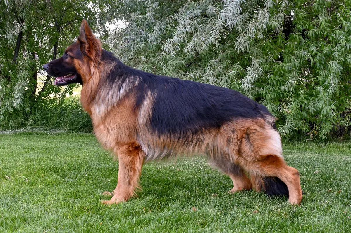 International Junior Puppy Championship (IntJR), HnrJR, NatJ Cruz Rambo vom Mittelwest