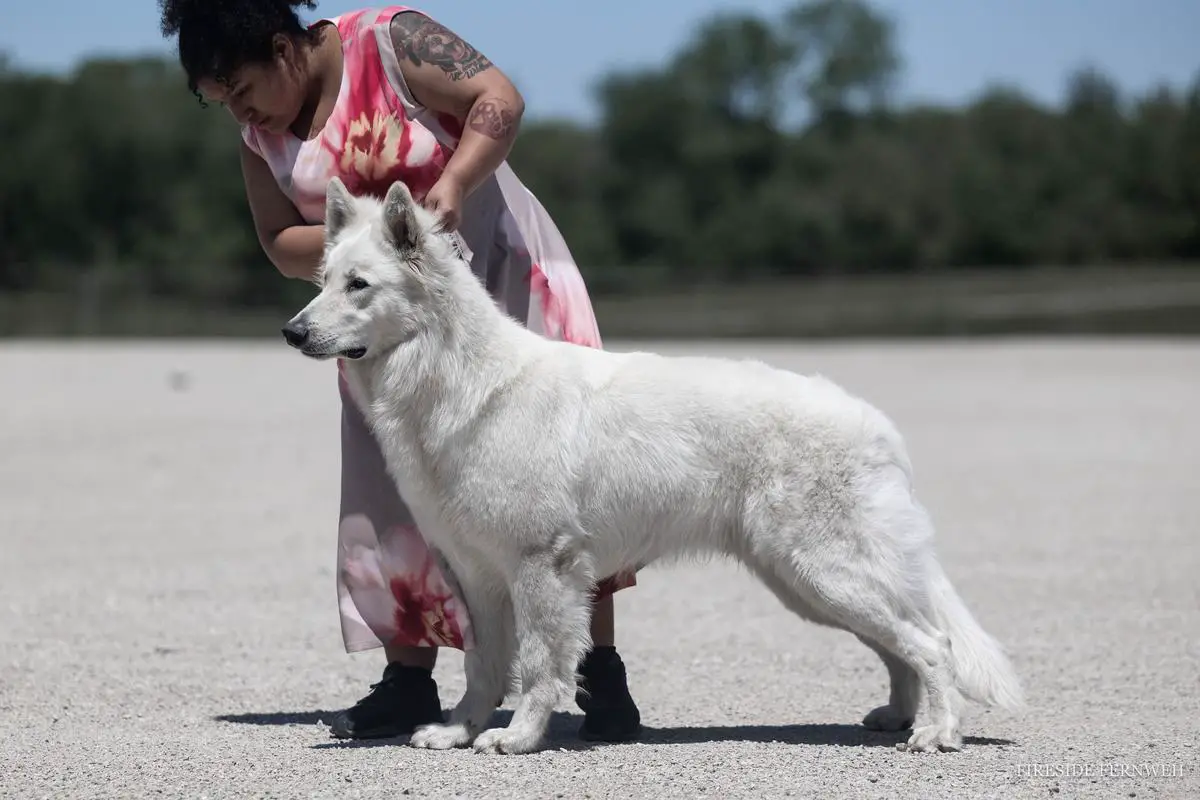 BPIS CH Quetzal Zeichen Von Wolf