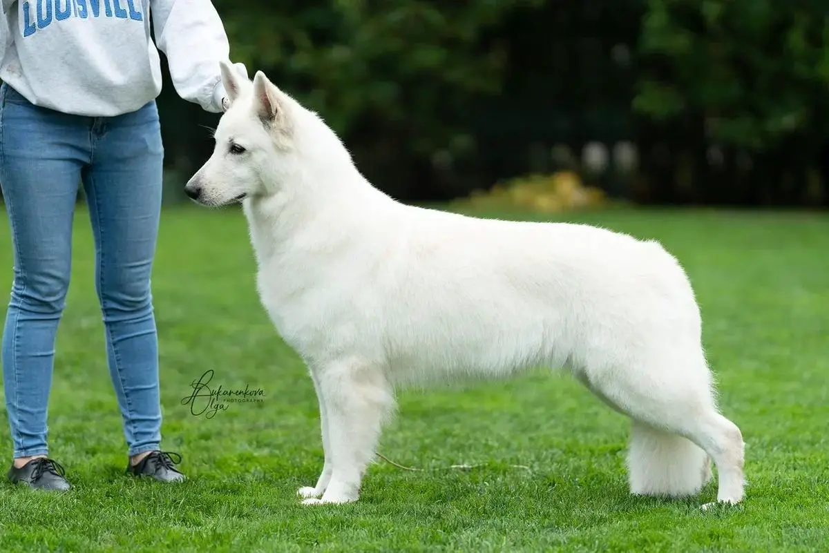 CH RUS, JR CH RUS, CH RKF Irbika Number One