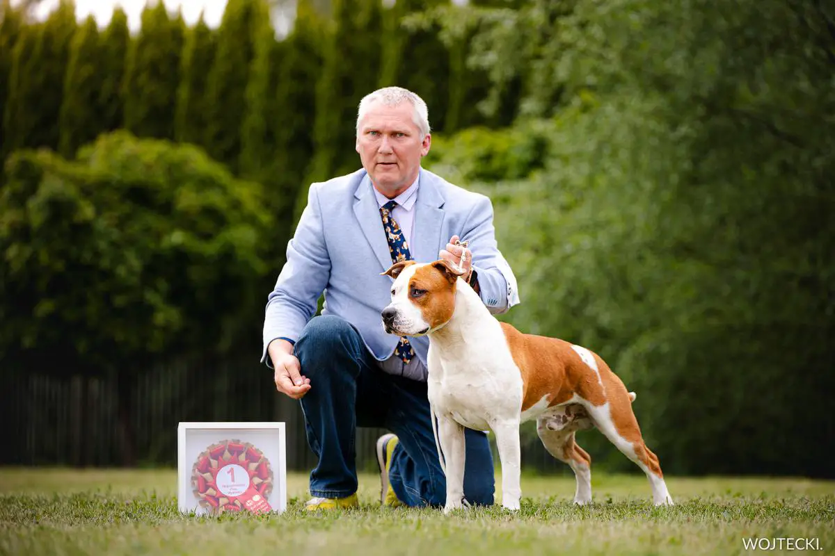 GCH, MULTI CH, J.CIB, J.GCH MD, MULTI J.CH, PUPPY CH WITCHER ROYAL COURT Pokerowy Zywot