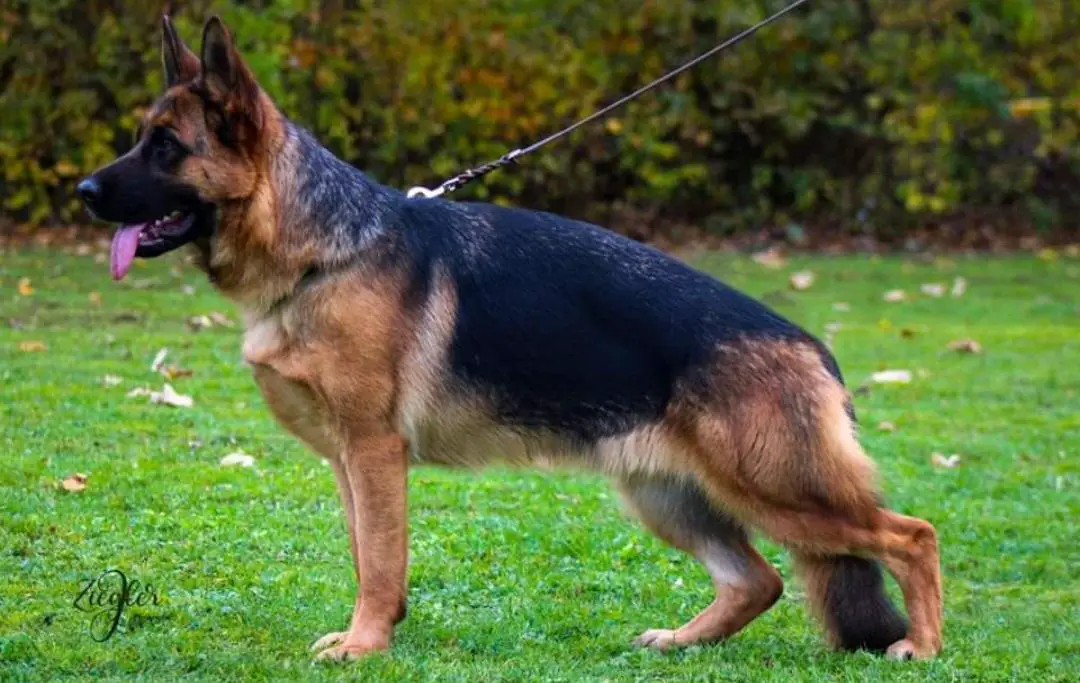 Madeira Vom Lärchenhain