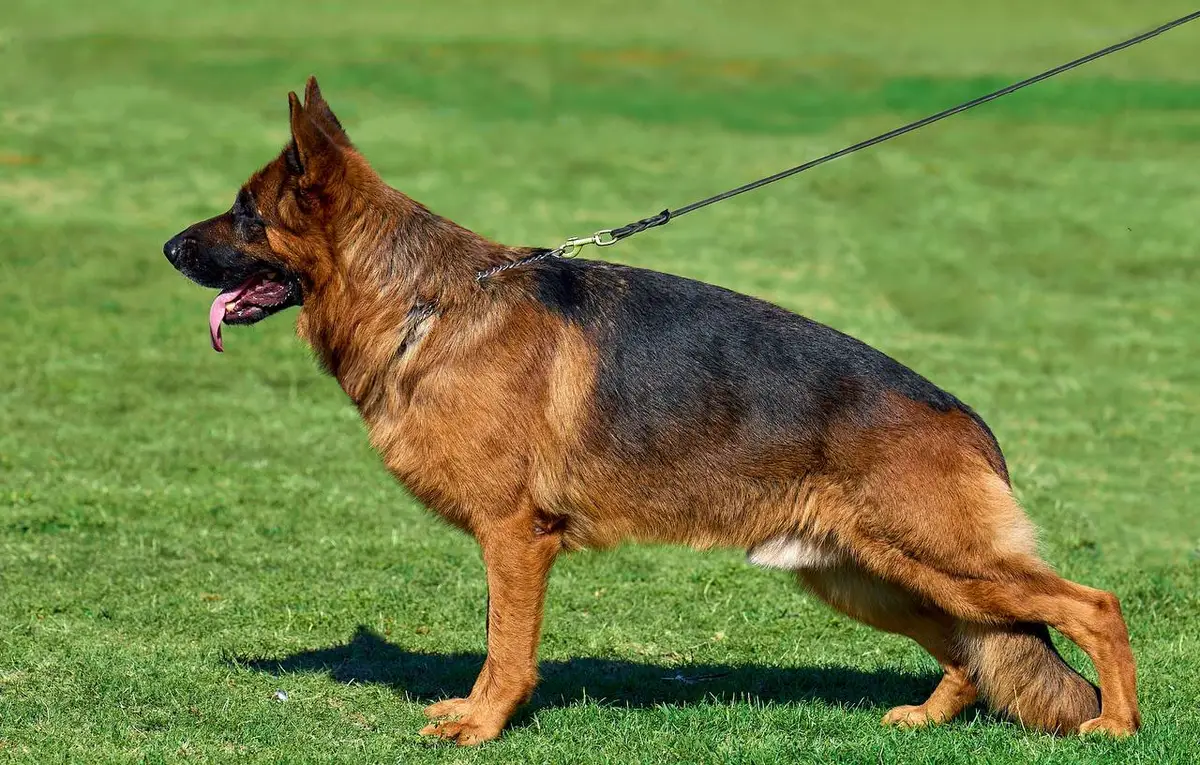 CH UA, 2*BOB, BOS, 6*CAC Kasch von Alcudia