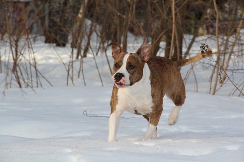 CW Tcenniy Prize When Dreams Come True