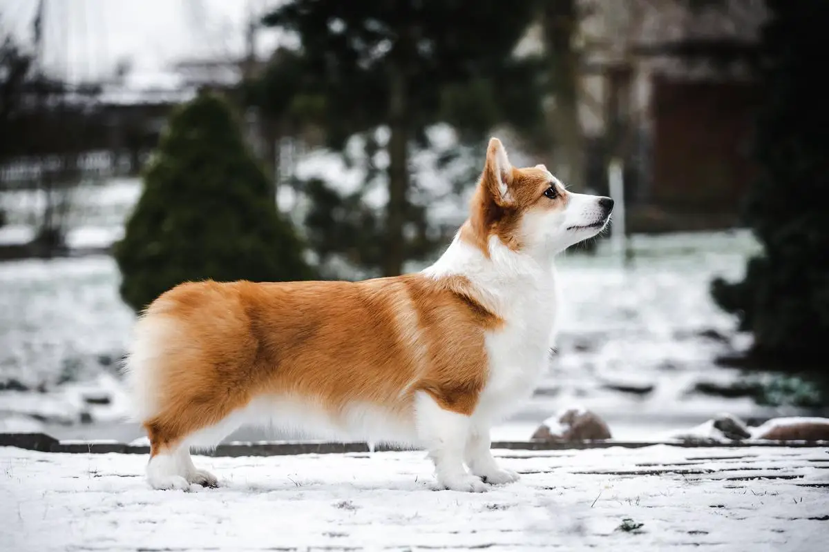 FAIRY'S GIFT DAISY FORTUNE