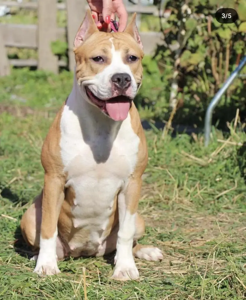 TAIGER LAND MY FAVORITE LADY