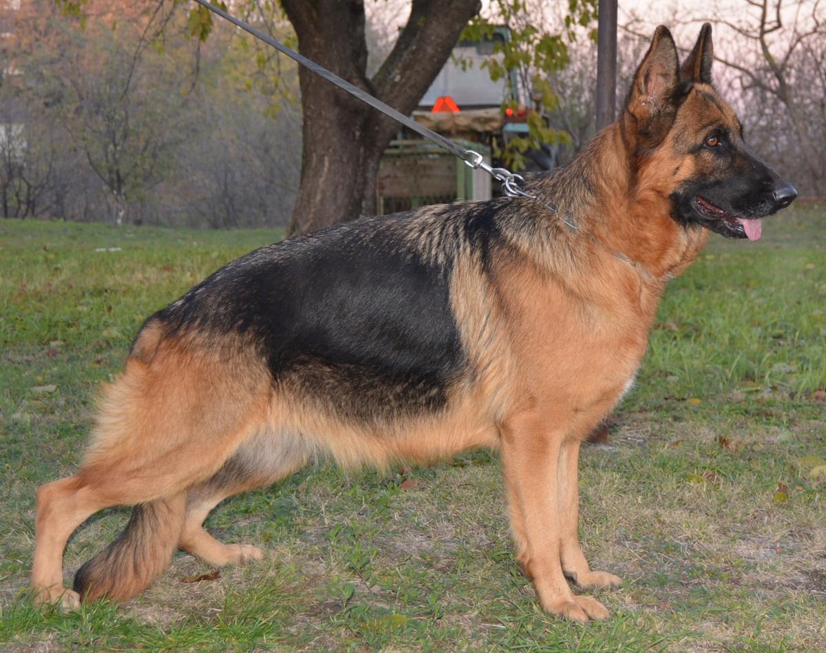 Sena von dem Herrcsher