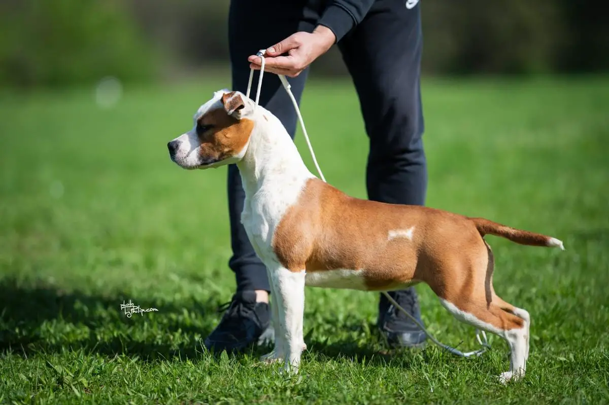 PUPPY rBIS ZOE Royal Gold line