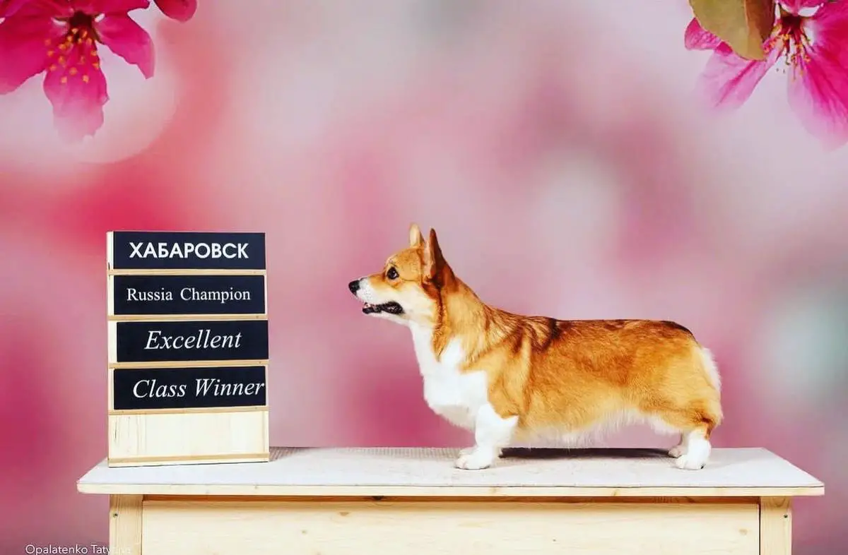 JChR, JChRKF, JChCl, JGrChR, ChR, ChRKF, GrChR Marinegem Valkyrie Mist