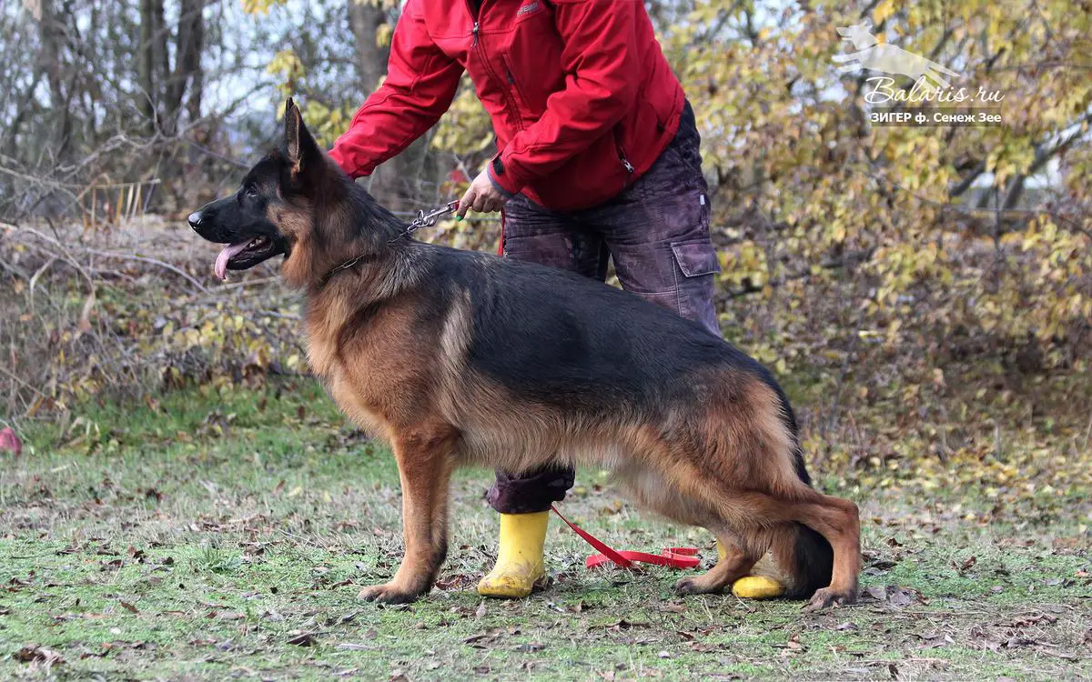 Ziger II v. Senezh See