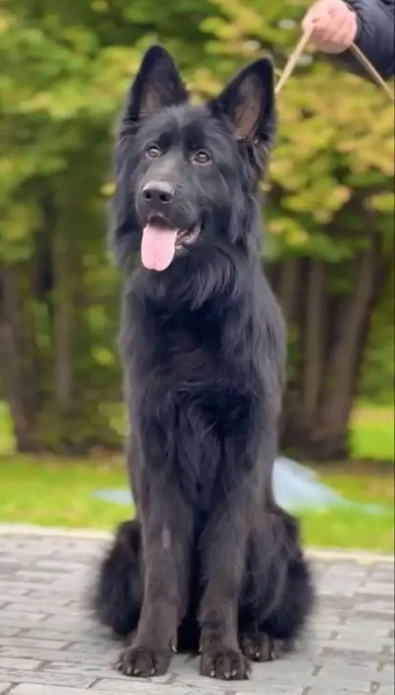 Cola z Siedliska Tim