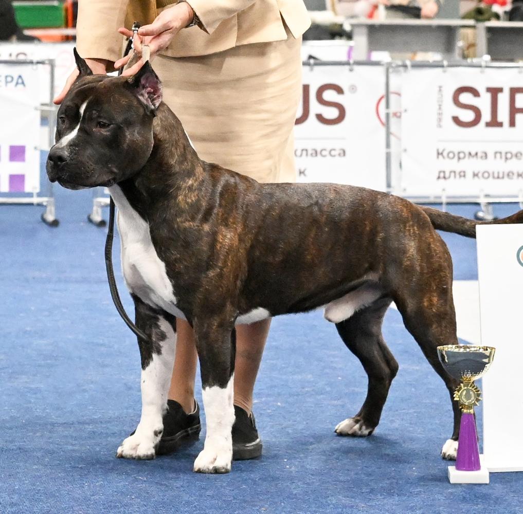 Mickey Pokerowy Zywot