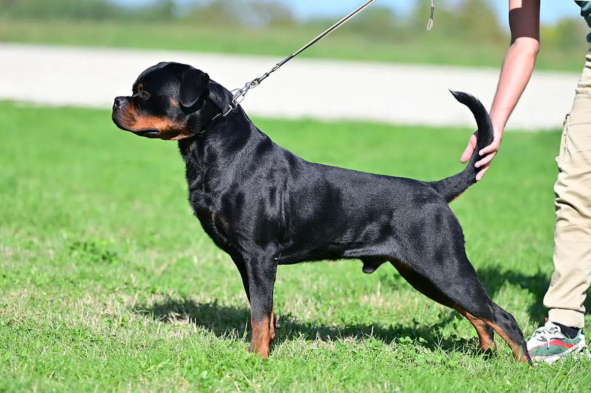 CH Lenox Junior Montagna